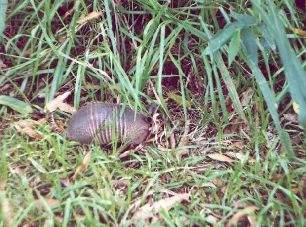 Photos: Brazil (pictures, images)