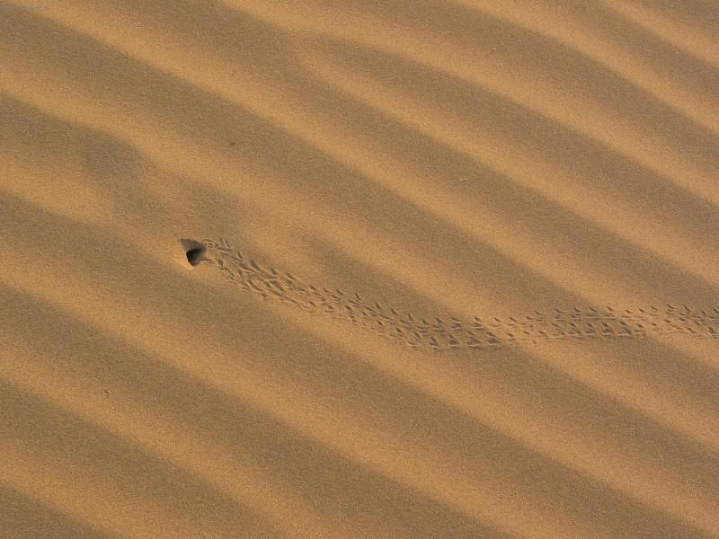 Photos: India (pictures, images)