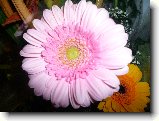 Foto:Jin:Kyt - Gerbera