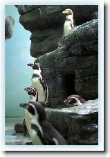 Foto:ZOO Praha:Tuk Humboldtv 