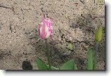 Foto:Duben:Pekrsn tulipn