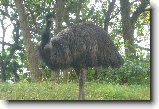 Foto:ZOO Praha 2008:Emu