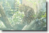 Foto:ZOO Praha 2008: