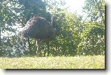 Foto:ervenec a Srpen:Emu