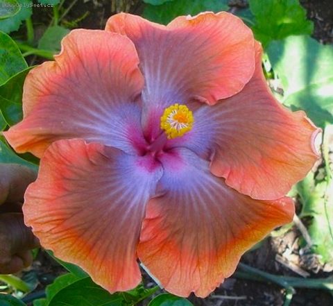 Гибискус Hibiscus Moorea Antonia