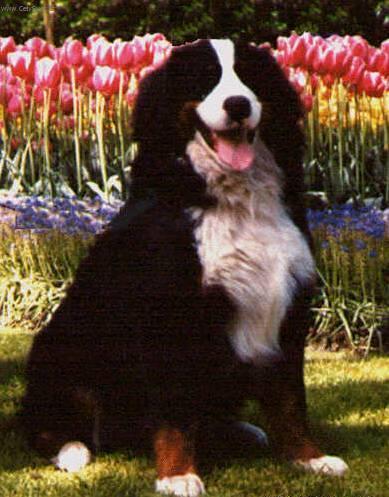 Fotky: Bernský salašnický pes (foto, obrázky)