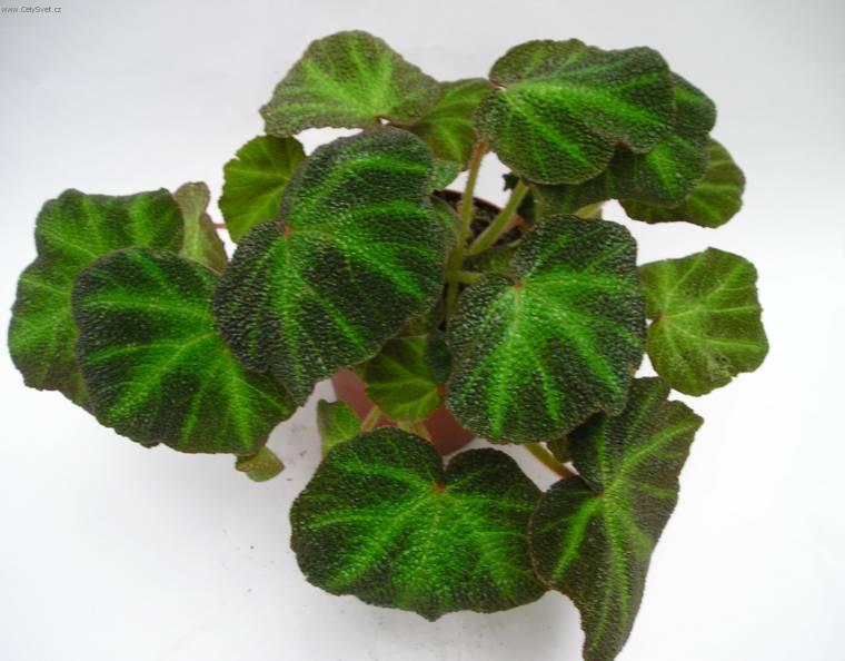 Фотографии к статье: Бегония (Begonia)