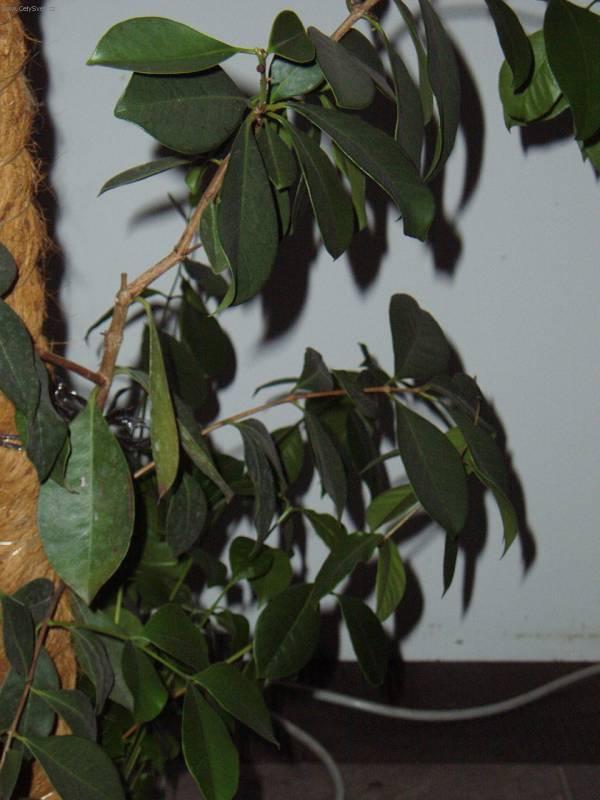 Фотографии к статье: Фикус лировидный (Ficus lyrata)