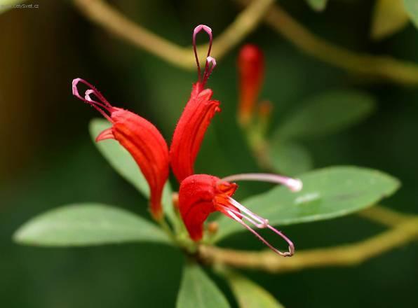 Фотографии к статье: Эсхинантус (Aeschynanthus)