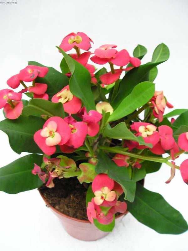 Фотографии к статье: Эуфорбия блестящая (молочай миля) (Euphorbia milii)