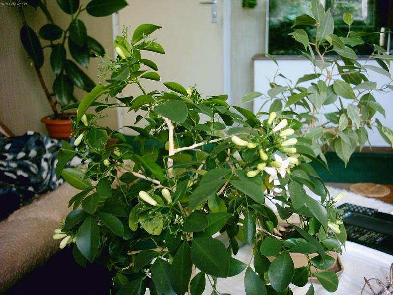 Фотографии к статье: Мурайя метельчатая (Murraya paniculata)