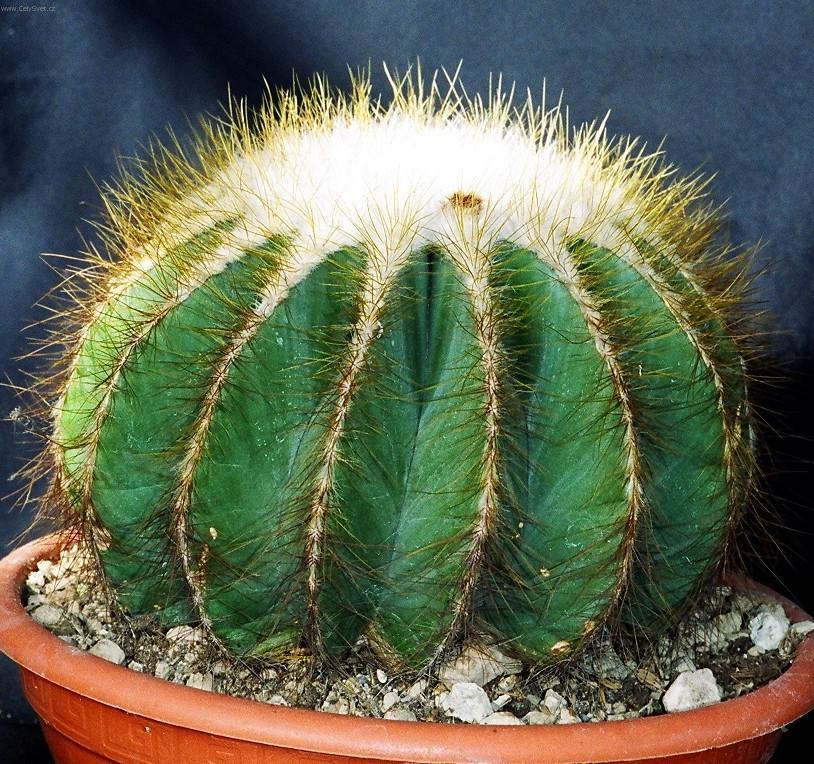 Фотографии к статье: Нотокактус (Notocactus)