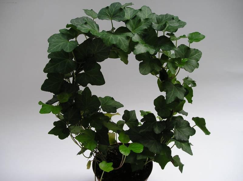 Плющ Hedera Helix листья