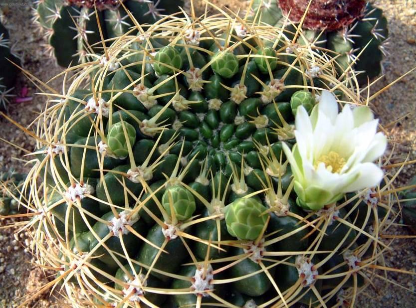 Fotky: Kaktus Gymnocalycium (foto, obrazky)