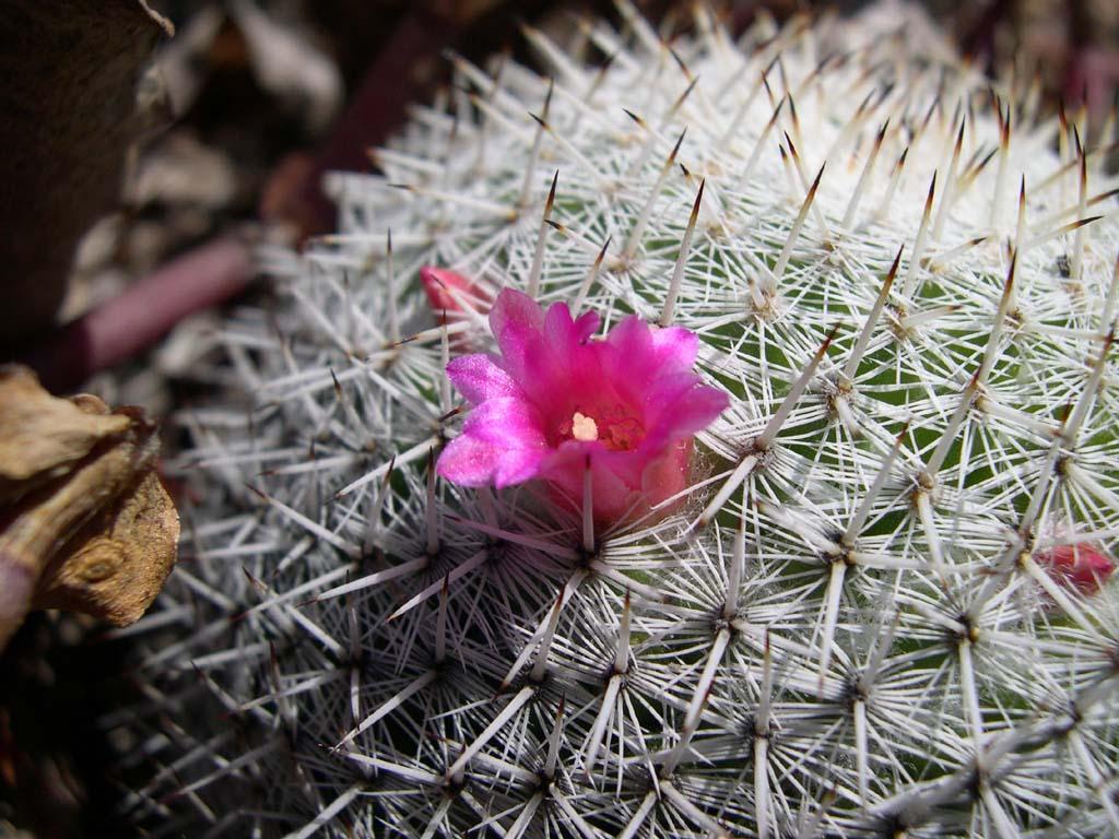 Fotky: Kaktusy (foto, obrazky)