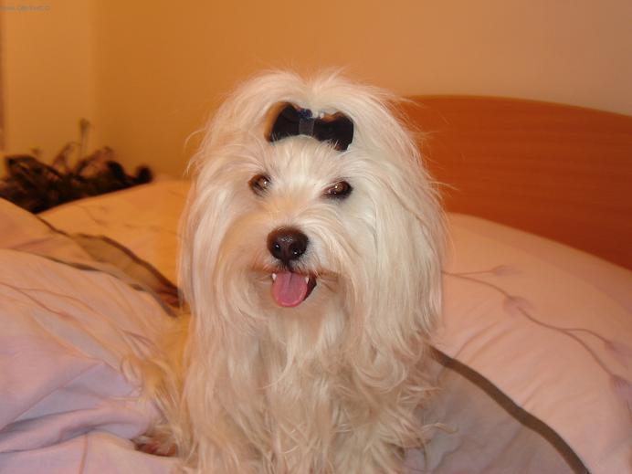Fotky: Maltézáček, Maltézský psík (foto, obrázky)