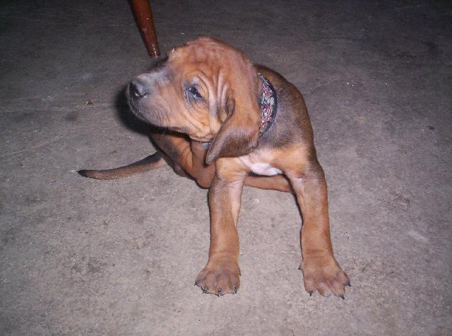 Fotky: Rhodsk ridgeback, Rhodzsk ridgeback (foto, obrazky)