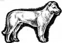 Ps plemena:  > Atlask vlk (Aidi, Atlas Mountain Dog)