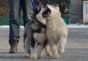 Fotky: Aljask malamut (foto, obrazky)