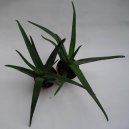 Pokojové rostliny:  > Aloe vera (Aloe)