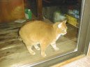 Koky:  > Americk krtkosrst koka (American Shorthair Cat)