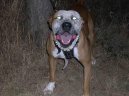 Fotky: Americk pitbull terir (foto, obrazky)