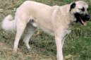 Fotky: Anatolsk pasteveck pes (foto, obrazky)