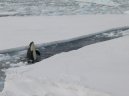 Fotky: Antarktida (foto, obrazky)