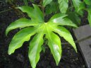 Pokojov rostliny: Nekvetouc > Arlie, prodara japonsk (Fatsia japonica)