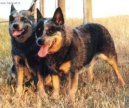 Fotky: Australsk honck pes (foto, obrazky)
