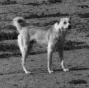 Ps plemena: Pastsk > Bedunsk pasteveck pes (Bedouin Shepherd Dog)