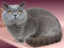 Koky: Velmi temperamentn > Brazilian Shorthair (Brazilian Shorthair Cat)