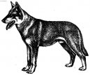 eskoslovensk vlk