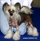 :  > nsk chocholat pes (Chinese Crested Dog)