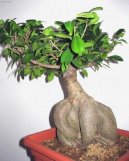 Pokojové rostliny:  > Fíkovník (Ficus Retusa)