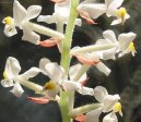 Pokojové rostliny:  > Haemaria (Haemaria discolor)