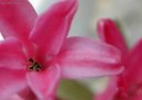 Fotky: Hyacint vchodn (foto, obrazky)