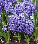 Pokojov rostliny:  > Hyacint vchodn (Hyacinthus  orientalis)
