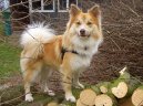 Ps plemena: Seversk > Islandsk pes (Iselandsk Farehond / Icelandic sheepdog)