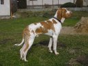 Ps plemena:  > Italsk oha (Bracco Italiano, Italian Pointing Dog)