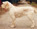 :  > Italsk spinone (Spinone Italiano, Italian Wire-haired Pointing Dog)