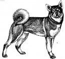 Ps plemena: Seversk > Jaemthund (Jamthund, Swedish Elkhound)
