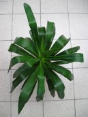 Pokojové rostliny:  > Juka (Yucca aloifolia)