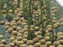 Fotky: Kaktusy (foto, obrazky)