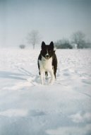 :  > Karelsk medvd pes (Karjalankarhukoira, Karelian Bear Dog)