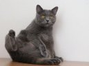:  > Kartouzsk koka, artrz (Chartreux Cat)