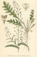 Pokojové rostliny:  > Kokoška Pastuší Tobolka (Capsella bursa-pastoris)