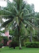 Pokojové rostliny:  > Kokosová palma, kokosovník (Cocos nucifera)