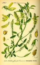 Pokojové rostliny:  > Komonice Lékařská (Melilotus officinalis)