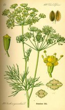Pokojové rostliny:  > Kopr Vonný (Anethum graveolens L.)